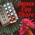 Summer Chicken Egg Share