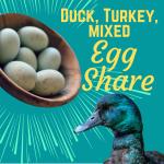 Summer Duck, Turkey & Chicken Egg Share